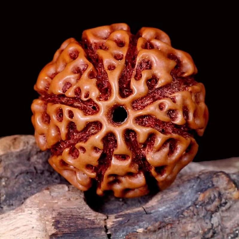 Nepalese Giant Vajra Bodhi Seed Beads - view 3